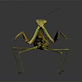 Green Praying Mantis With Long Forelegs In Natural Stance On Dark Surface