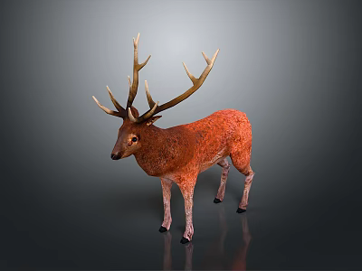 Realistic Red Deer 3D Model With Large Antlers Standing On Dark Background 3d model