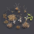 White Flowers and Grasses Growing in Natural Setting with Dried Grass and Green Foliage