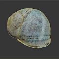 Marine Snail Seashell With Blue Glossy Surface And Natural Spiral Texture On Black Background