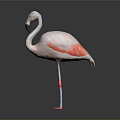 Pink Flamingo As Flying Animal With Red Wings And Long Legs Standing On Gray Background
