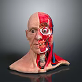 Medical Device Human Head Anatomical Model Displaying Muscle Vessel Structure For Medical Education