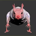 Pink Hairless Mouse With Visible Veins And Reflection On Gray Background