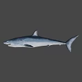 Realistic Gray Shark 3D Model With Open Mouth On Black Background