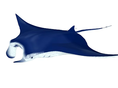 Blue Manta Ray With Streamlined Body And White Underbelly Gracefully Swimming 3d model