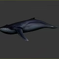 Realistic Blue Whale Aquatic Animal 3D Rendered Model Swimming In Dark Background