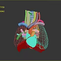 Anatomical 3D Medical Device Model of Heart and Lung with Vascular Structures