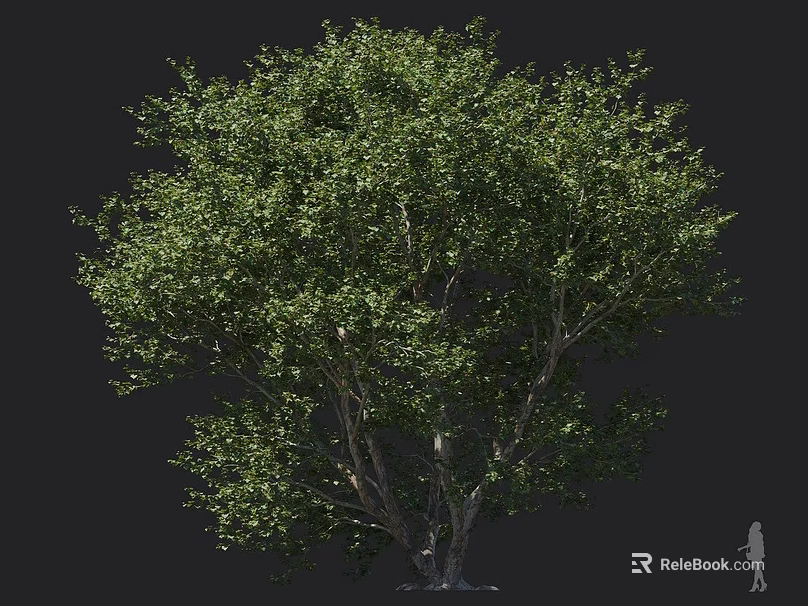 Tall Deciduous Tree with Lush Green Foliage and Strong Trunk and Human Figure for Scale 3d model 