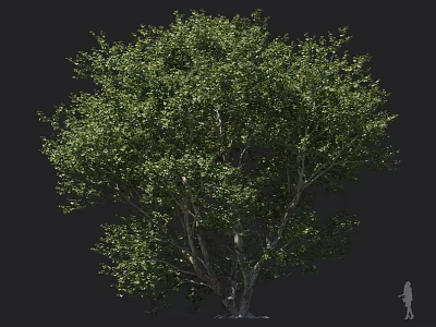 Tall Deciduous Tree with Lush Green Foliage and Strong Trunk and Human Figure for Scale 3d model