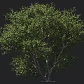 Tall Deciduous Tree with Lush Green Foliage and Strong Trunk and Human Figure for Scale
