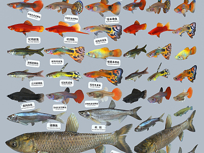 Modern fish guppy fish grass carp mosquito fish wheat ear fish model