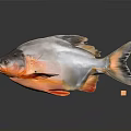 Silver And Orange Fish With Reflection On Gray Background And Small Cube