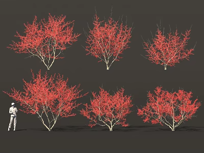 Vibrant Red Leaf Shrubs For Garden Landscaping With Size Reference Figure 3d model