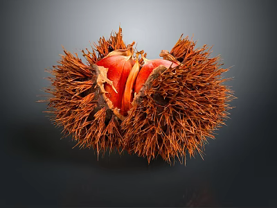 Opened Sea Urchin With Spiny Shell And Red Inner Flesh 3d model Opened Sea Urchin With Spiny Shell And Red Inner Flesh 3d model