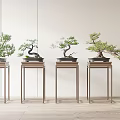 Multiple Bonsai Plants On Modern Stands In Indoor Setting With Light Walls And Wooden Floor