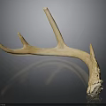 Antler Weapon Handcrafted Primitive Hunting Tool With Natural Curved Design
