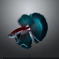 Betta Fish With Vibrant Red Body And Flowing Blue Fins Against Dark Background With Reflection