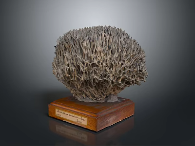 Intricate Coral Polyps Structure Displayed On Wooden Base With Informative Label 3d model
