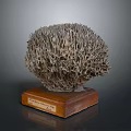 Intricate Coral Polyps Structure Displayed On Wooden Base With Informative Label