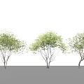 2D plant modeling tree inclined floating tree landscape tree arbor 3d model