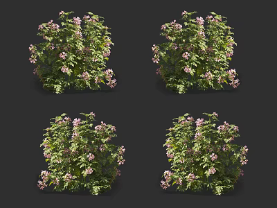 Lush Bushy Green Plants With Pink Flowers For Garden Decoration Ideas 3d model