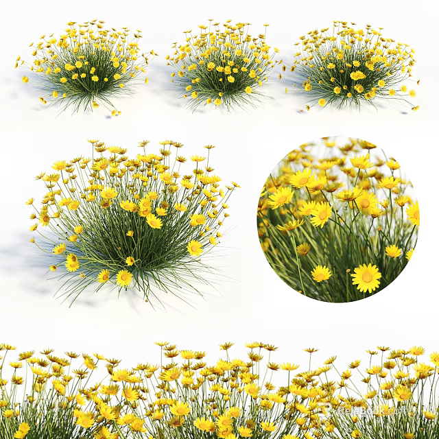 Blooming Yellow Flowers With Green Stems In Natural Garden Cluster 3d model 