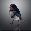 Colorful Bird With Red Head Blue Body And White Underbelly Standing On Dark Background