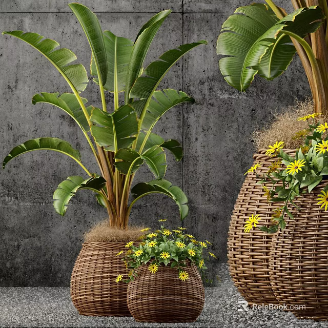 Large Banana Leaf Potted Plants In Wicker Baskets With Small Yellow Flowers 3d model 