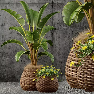 Large Banana Leaf Potted Plants In Wicker Baskets With Small Yellow Flowers 3d model