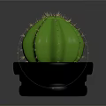 Potted Green Cactus Plant With Spines In Black Pot And Small Pebbles