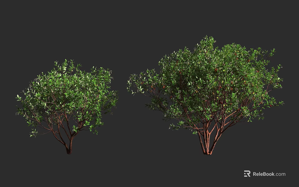 Healthy Green Leafy Trees with Dense Canopy and Brown Trunks in Gray Background 3d model 
