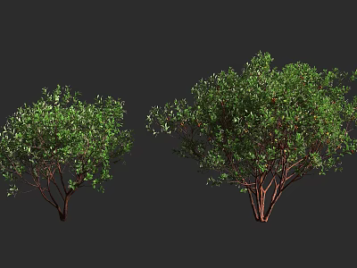 Healthy Green Leafy Trees with Dense Canopy and Brown Trunks in Gray Background 3d model