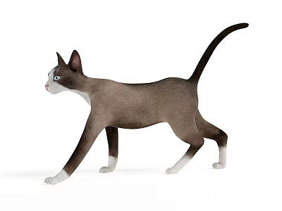 Siamese Cat With Blue Eyes And White Paws Walking On White Background 3d model