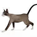 Siamese Cat With Blue Eyes And White Paws Walking On White Background