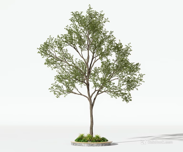Tall Leafy Green Tree With Dense Foliage And Straight Trunk In Garden 3d model 