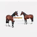 Two Brown Horses Standing Facing Each Other On White Background