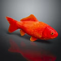 Vibrant Red Goldfish Swimming Gracefully on Dark Background with Clear Reflection 3d model