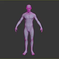 Silver Human Body Model Displaying Muscles And Hairless Anatomical Structure Features 3d model