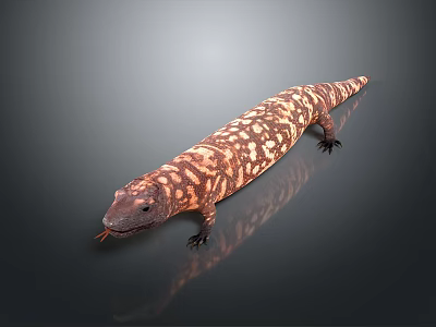 Colorful Patterned Reptile Lizard With Brown Orange Scales On Smooth Black Surface 3d model