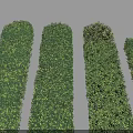 Golden Ficus Shrubs Neatly Trimmed For Landscaping With Various Shapes And Sizes