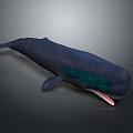 Blue Whale With Deep Blue Body And Green Markings Open Mouth Marine Animal