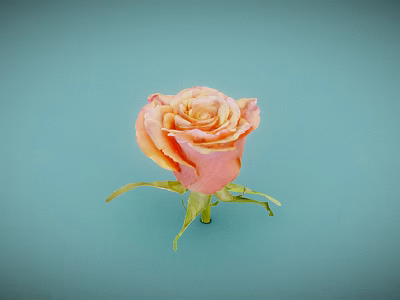 Pink and orange gradient rose with green stem and leaves on light blue background 3d model