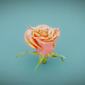 Pink and orange gradient rose with green stem and leaves on light blue background