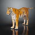 Tiger Model With Orange Fur And Black Stripes Standing On Black Background With Reflection 3d model