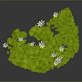 Lush Green Plants With Abundant Round Leaves And Delicate White Flowers