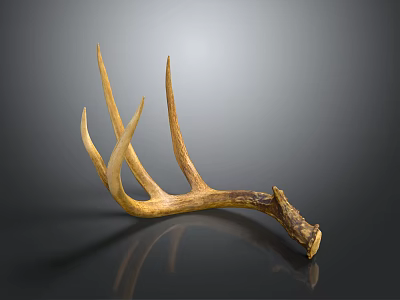 Modern antler left horn deer skeleton of medium-sized white-tailed deer 3d model