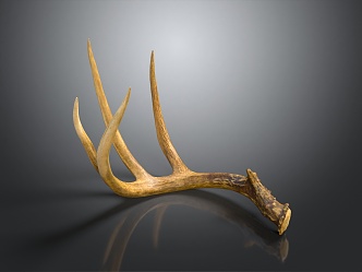 Modern antler left horn deer skeleton of medium-sized white-tailed deer 3d model