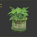 Indoor Potted Plant With Green Leaves In Ceramic Pot And Spiral Design And Saucer Base