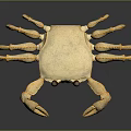 Golden Aquatic Crab With Shiny Shell Black Eyes And Textured Legs