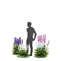 Colorful Delphinium Flowers Garden Decor With Purple Pink White Blooms And Green Foliage